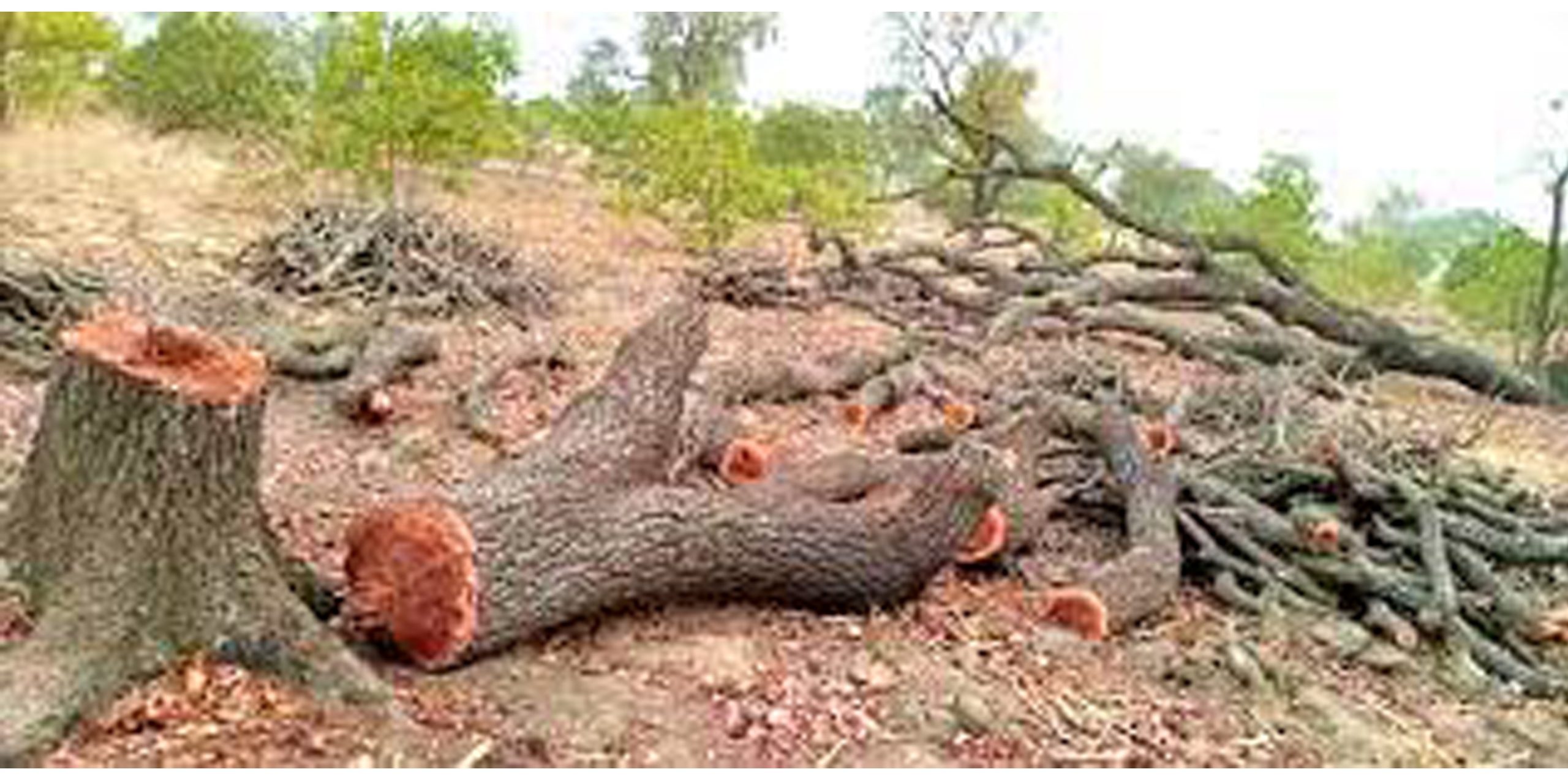 Agago District Clan Leaders Take Bold Stand Against Shea Nut Tree Destruction