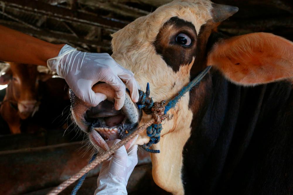 Livestock farmers to pay for Foot and Mouth Disease vaccine