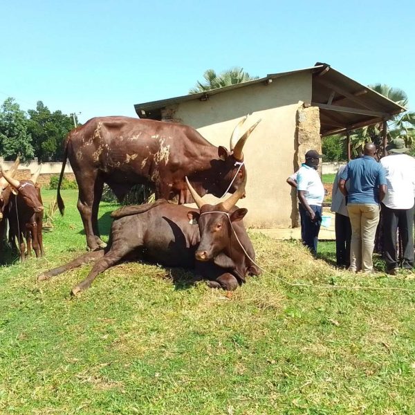 Hon. Linda Auma Delivers Four Bulls from NAGRIC for Paramount Chief Coronation