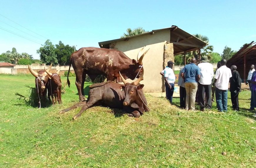 Hon. Linda Auma Delivers Four Bulls from NAGRIC for Paramount Chief Coronation