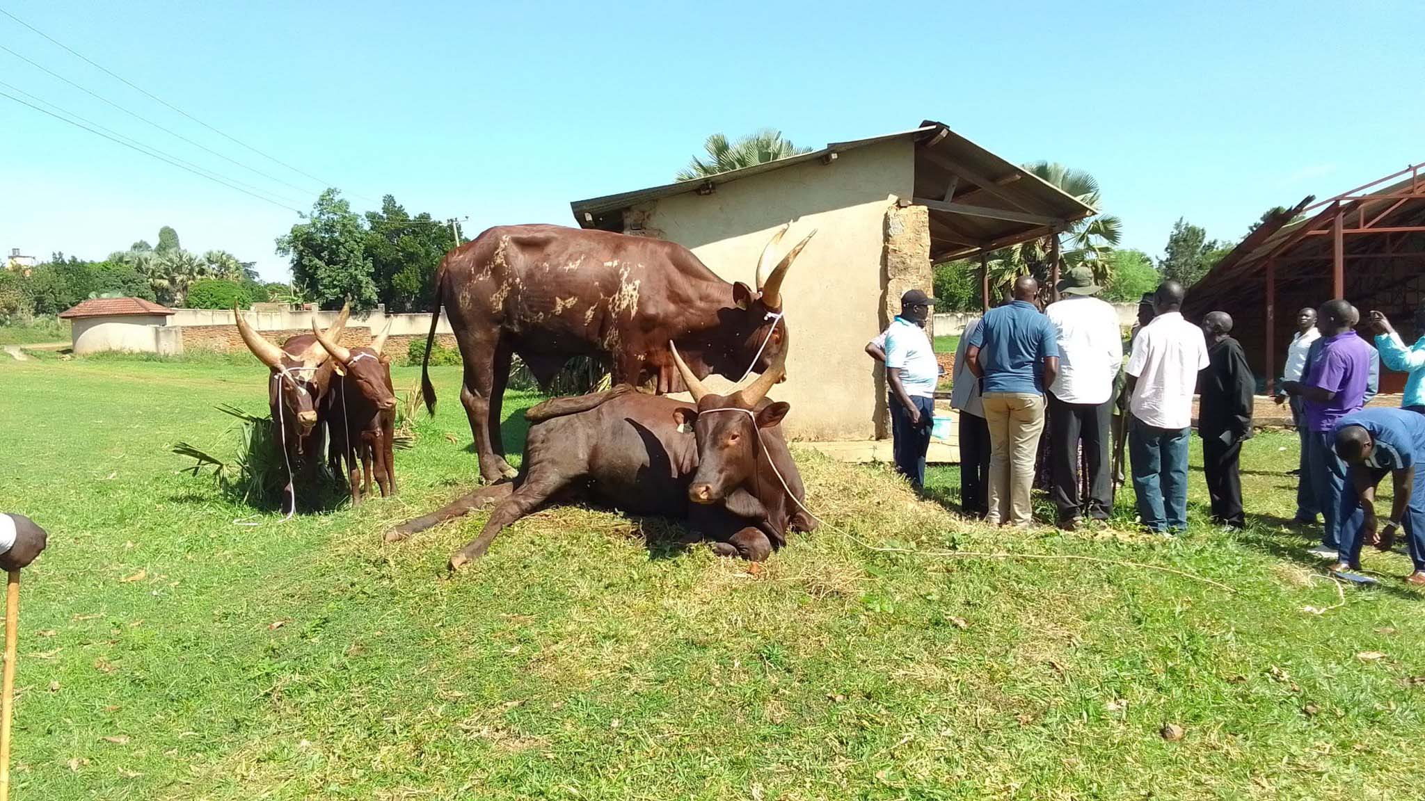 Hon. Linda Auma Delivers Four Bulls from NAGRIC for Paramount Chief Coronation