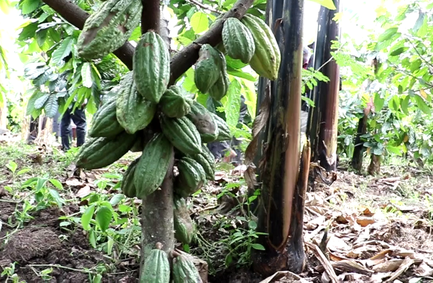 Cocoa Farming is Gaining Momentum in Lango Amid Decline of Traditional Cash Crops